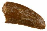 Bargain, Raptor Tooth - Real Dinosaur Tooth #305492-1
